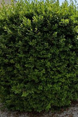 GLYFADA - GOLF, Land, Sale, 600 sq.m