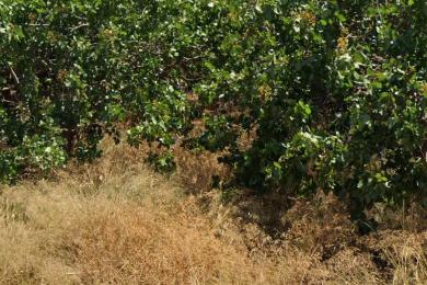 VARKIZA - ASYRMATOS, Land, Sale, 300 sq.m