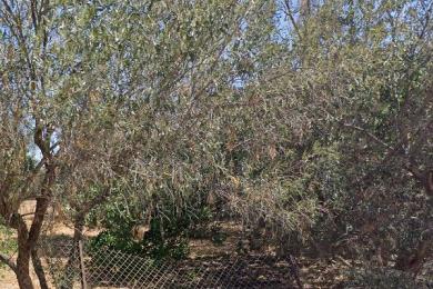 VARI, VARKIZA, Land, Sale, 800 sq.m