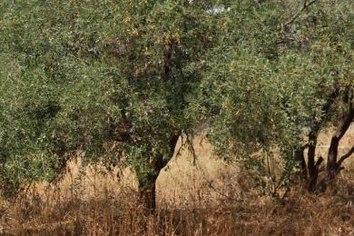 Land Sale - GLYFADA, ATTICA