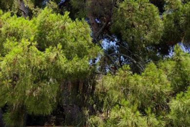 VARI, Land, Sale, 370 sq.m