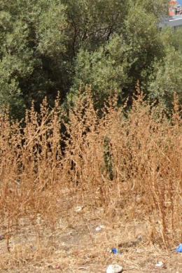 Land Sale - VOULA, ATTICA