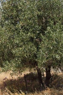 GLYFADA - EGLI, Land, Sale, 380 sq.m