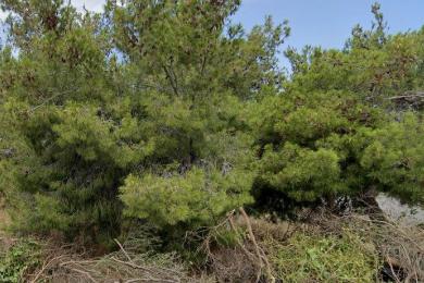 VOULA - PANORAMA, Land, Sale, 364 sq.m