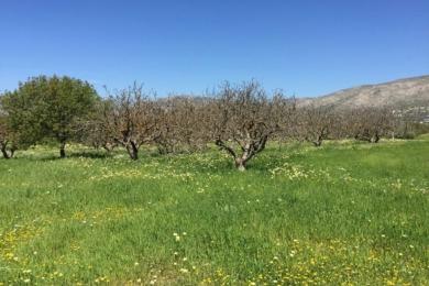KALYVIA THORIKOU, Agricultural Land Plot, Sale, 26100 sq.m